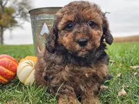 Benny, a male Havapoo for sale in Boyden, IA – 4 of 10
