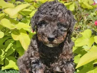 Pebbles, a male Poodle - Miniature  for sale in Boyden, IA – 7 of 10