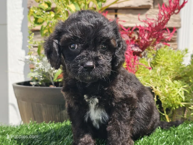 Grady – Cavapoo puppy for sale in Boyden, IA