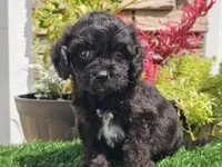 Grady, a male Cavapoo for sale in Boyden, IA – 1 of 10