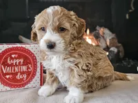 processed/b2c8a5ab-a85d-4975-92e4-a70215ce169d/listing/4ae5ac3e-421e-4496-9ba1-ade95d63e0ea/9ad7d17c-554c-4cfd-8fea-d03442d14397