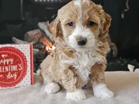 processed/b2c8a5ab-a85d-4975-92e4-a70215ce169d/listing/4ae5ac3e-421e-4496-9ba1-ade95d63e0ea/9d747d75-72db-4715-b301-925cbc8a4003