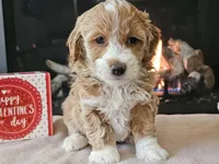 processed/b2c8a5ab-a85d-4975-92e4-a70215ce169d/listing/4ae5ac3e-421e-4496-9ba1-ade95d63e0ea/dc493db1-aa72-460c-a999-e98be22d2434