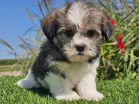 Emelia , a female Shorkie for sale in Boyden, IA – 6 of 10