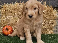 Silas, a male Goldendoodle for sale in Boyden, IA – 6 of 10