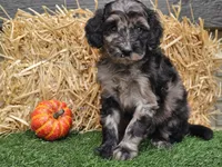 Sabrina , a female Goldendoodle for sale in Boyden, IA – 2 of 10
