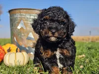 Brandy, a female Havapoo for sale in Boyden, IA – 6 of 10
