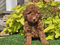 Polly, a female Poodle - Miniature  for sale in Boyden, IA – 9 of 10