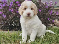 Millie, a female Goldendoodle for sale in Boyden, IA – 5 of 10