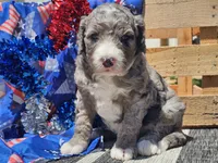 Keksi, a female Bernedoodle for sale in Boyden, IA – 7 of 10