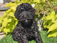 Panda, a male Poodle - Miniature  for sale in Boyden, IA – 2 of 10
