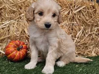 Sierra , a female Goldendoodle for sale in Boyden, IA – 7 of 10