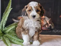 Havanna, a female Miniature Aussiedoodle for sale in Boyden, IA – 10 of 10