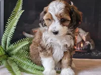 Havanna, a female Miniature Aussiedoodle for sale in Boyden, IA – 2 of 10
