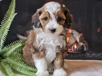 Havanna, a female Miniature Aussiedoodle for sale in Boyden, IA – 9 of 10
