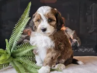 Havanna, a female Miniature Aussiedoodle for sale in Boyden, IA – 8 of 10