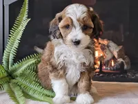 Havanna, a female Miniature Aussiedoodle for sale in Boyden, IA – 3 of 10