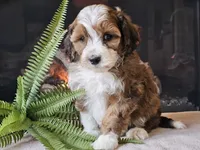 Havanna, a female Miniature Aussiedoodle for sale in Boyden, IA – 7 of 10