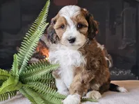 Havanna, a female Miniature Aussiedoodle for sale in Boyden, IA – 4 of 10