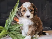 Havanna, a female Miniature Aussiedoodle for sale in Boyden, IA – 5 of 10