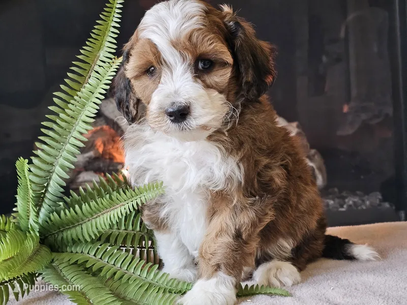 Havanna – Miniature Aussiedoodle puppy for sale in Boyden, IA
