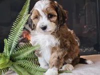Havanna, a female Miniature Aussiedoodle for sale in Boyden, IA – 1 of 10
