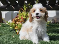 Greta, a female Cavapoo for sale in Boyden, IA – 4 of 10