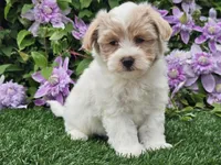 Cruz, a male Havapoo for sale in Boyden, IA – 4 of 10
