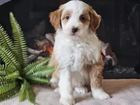 Halli, a female Miniature Aussiedoodle for sale in Boyden, IA – 2 of 10