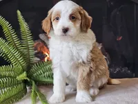 Halli, a female Miniature Aussiedoodle for sale in Boyden, IA – 10 of 10
