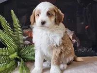 Halli, a female Miniature Aussiedoodle for sale in Boyden, IA – 3 of 10
