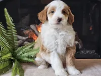 Halli, a female Miniature Aussiedoodle for sale in Boyden, IA – 5 of 10