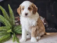 Halli, a female Miniature Aussiedoodle for sale in Boyden, IA – 8 of 10