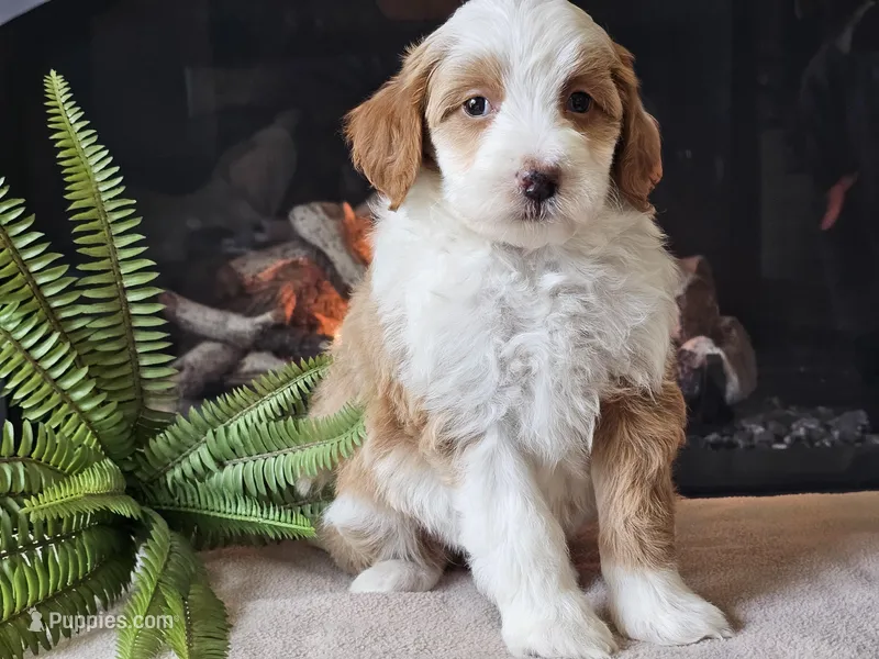 Halli – Miniature Aussiedoodle puppy for sale in Boyden, IA