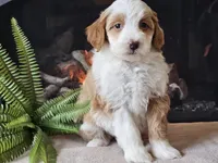 Halli, a female Miniature Aussiedoodle for sale in Boyden, IA – 1 of 10