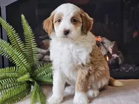 Halli, a female Miniature Aussiedoodle for sale in Boyden, IA – 6 of 10