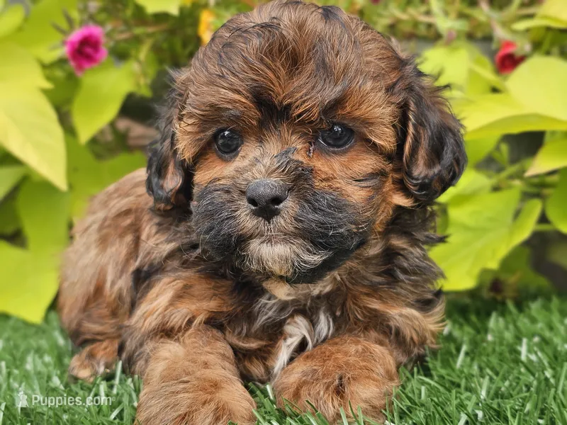 Nugget – Shihpoo puppy for sale in Boyden, IA