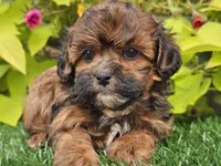 Nugget, a male Shihpoo for sale in Boyden, IA – 1 of 10