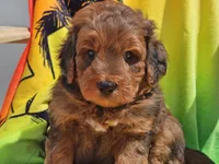 Sirius, a male Miniature Bernedoodle for sale in Boyden, IA – 3 of 10