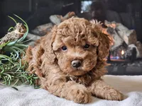 Kai, a female Cavapoo for sale in Boyden, IA – 10 of 10