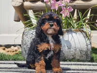Talia, a female Cavapoo for sale in Boyden, IA – 10 of 10