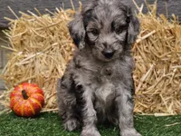 Stetson , a male Goldendoodle for sale in Boyden, IA – 10 of 10