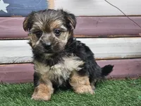 Keegan , a male Morkie for sale in Boyden, IA – 9 of 10