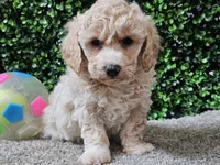 Peaches, a female Bichpoo for sale in Boyden, IA – Photo 5 of 10