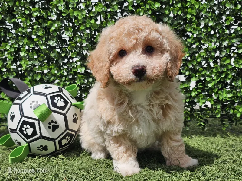 Peaches – Bichpoo puppy for sale in Boyden, IA