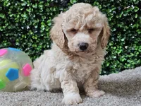 Peaches, a female Bichpoo for sale in Boyden, IA – Photo 6 of 10