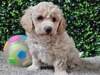 Peaches, a female Bichpoo for sale in Boyden, IA – Photo 3 of 10
