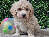 Peaches, a female Bichpoo for sale in Boyden, IA – Photo 10 of 10