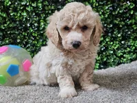 Peaches, a female Bichpoo for sale in Boyden, IA – Photo 2 of 10