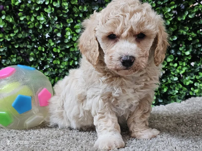 Peaches – Bichpoo puppy for sale in Boyden, IA